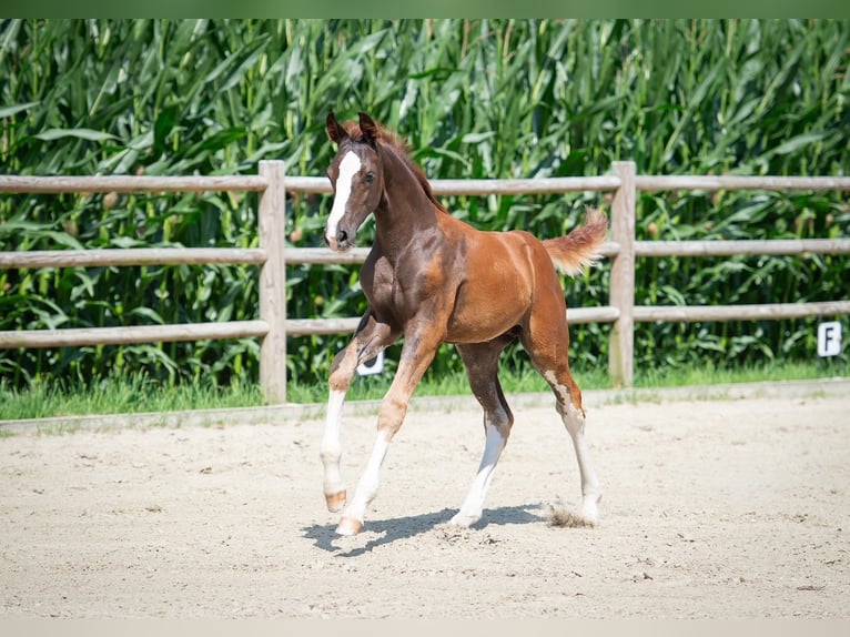 Hanoverian Mare 1 year Chestnut-Red in Voltlage