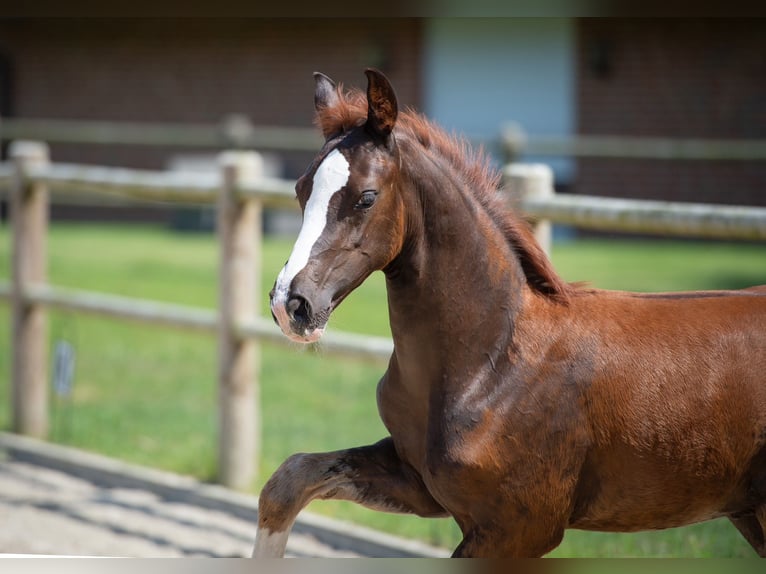 Hanoverian Mare 1 year Chestnut-Red in Voltlage