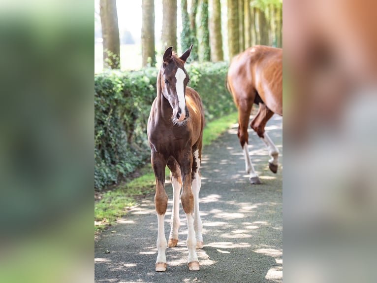 Hanoverian Mare 1 year Chestnut-Red in Voltlage