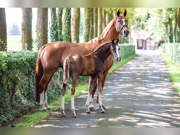 Hanoverian Mare 1 year Chestnut-Red in Voltlage