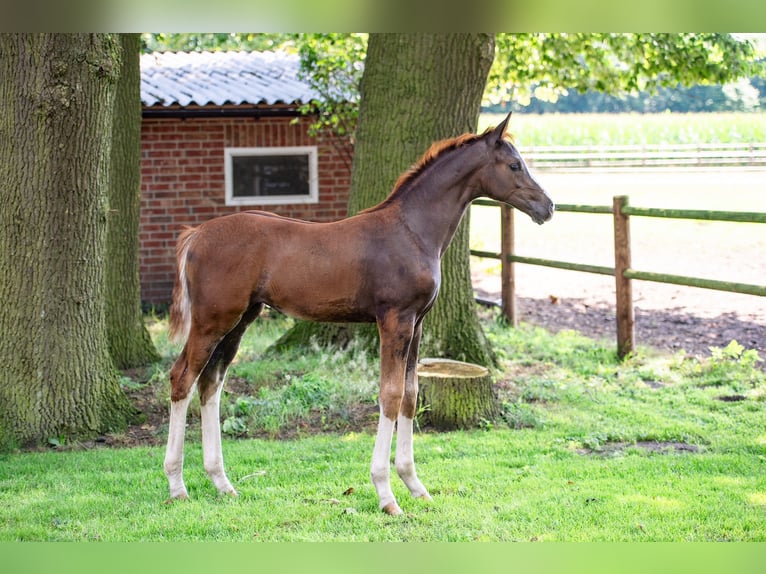 Hanoverian Mare 1 year Chestnut-Red in Voltlage