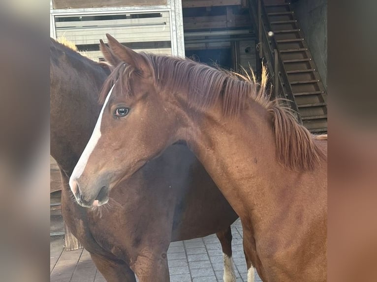 Hanoverian Mare 1 year Chestnut-Red in Rüegsauschachen