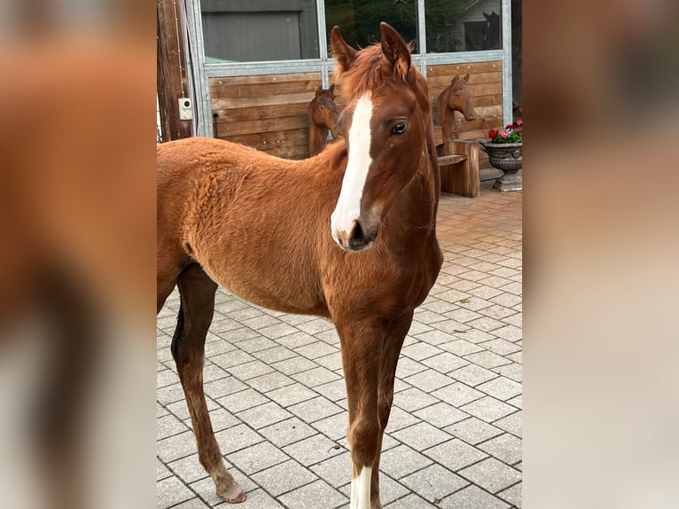 Hanoverian Mare 1 year Chestnut-Red in Rüegsauschachen