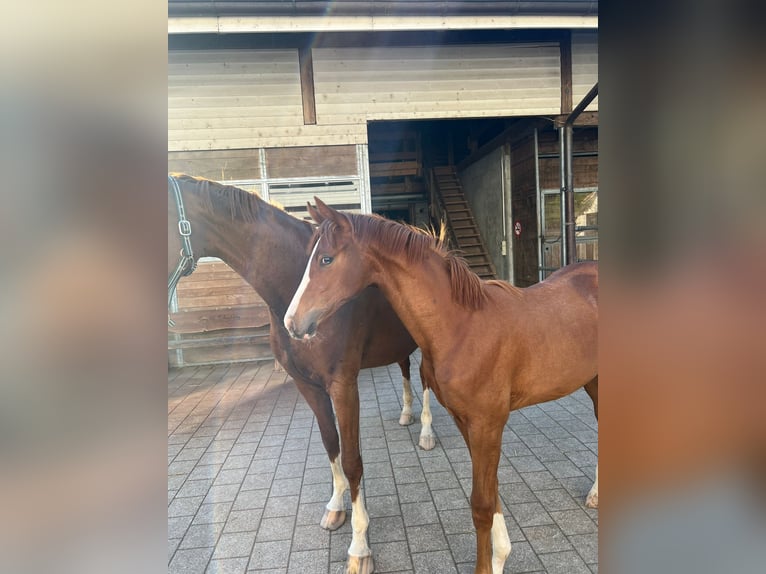 Hanoverian Mare 1 year Chestnut-Red in Rüegsauschachen