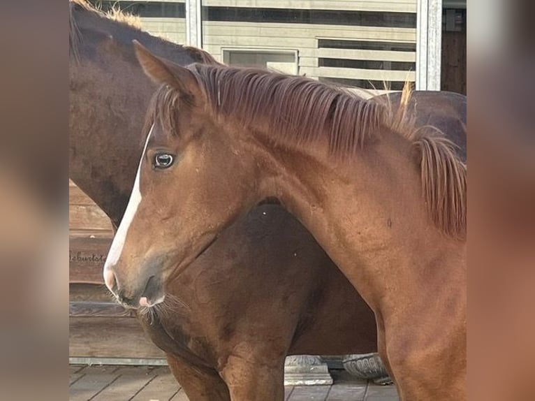 Hanoverian Mare 1 year Chestnut-Red in Rüegsauschachen