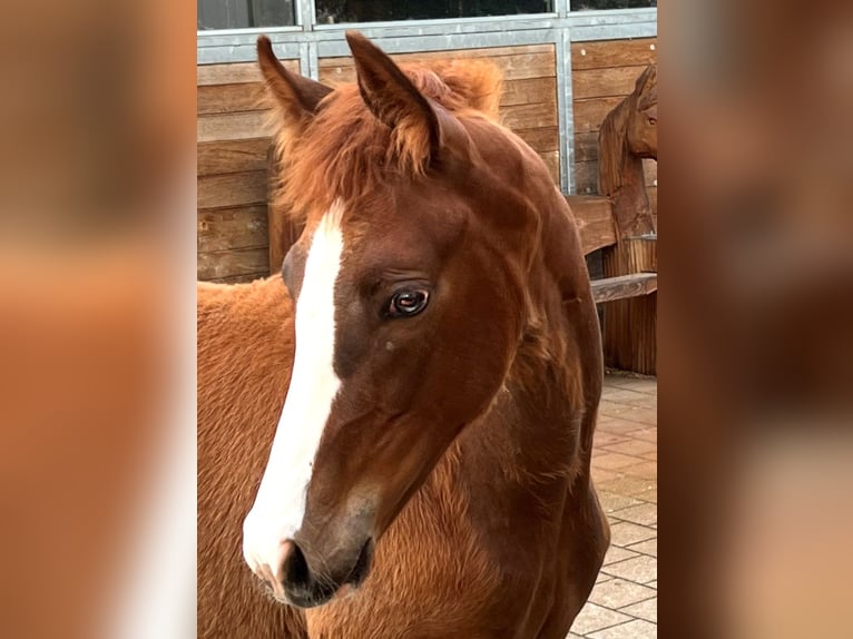 Hanoverian Mare 1 year Chestnut-Red in Rüegsauschachen