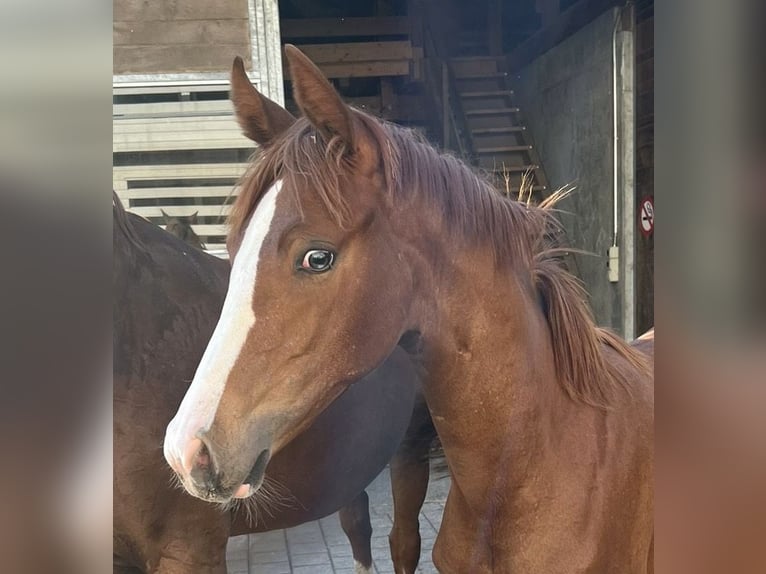 Hanoverian Mare 1 year Chestnut-Red in Rüegsauschachen