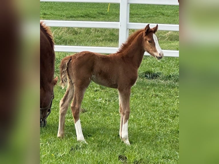 Hanoverian Mare 1 year Chestnut-Red in Rüegsauschachen