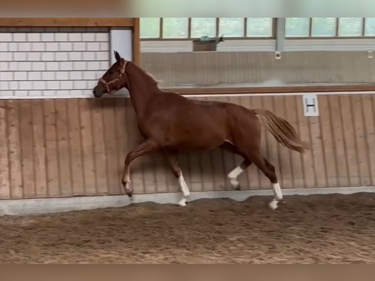 Hanoverian Mare 1 year Chestnut-Red in Essen