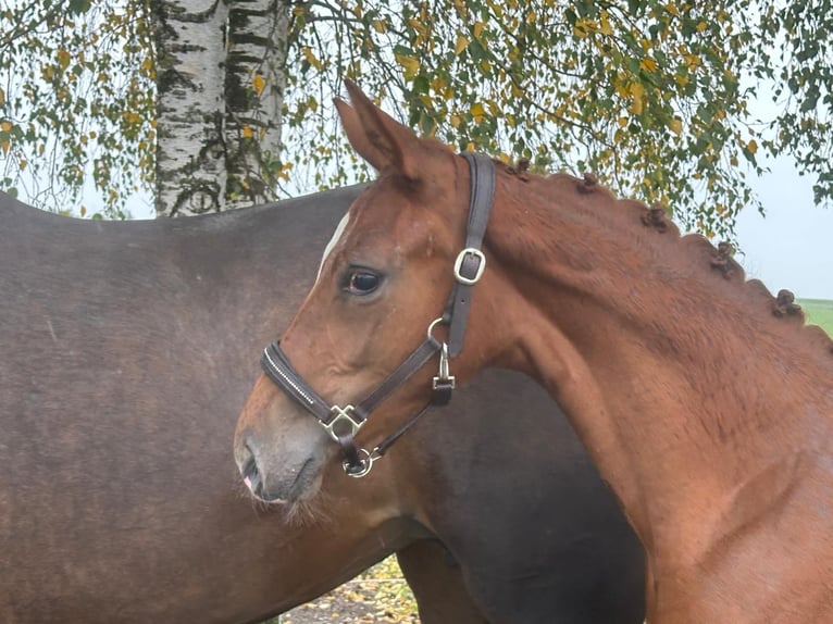 Hanoverian Mare 1 year Chestnut-Red in Lambrechten