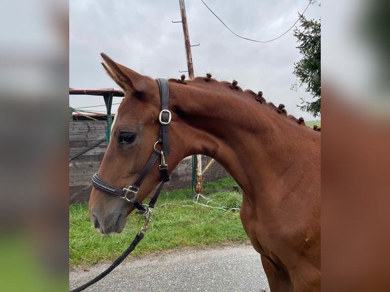 Hanoverian Mare 1 year Chestnut-Red in Lambrechten