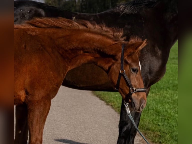 Hanoverian Mare 1 year Chestnut-Red in Lambrechten