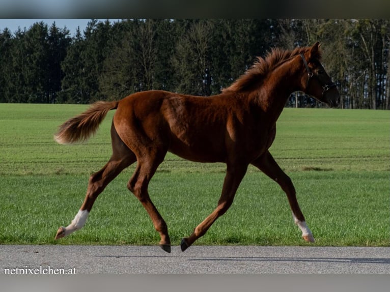 Hanoverian Mare 1 year Chestnut-Red in Lambrechten