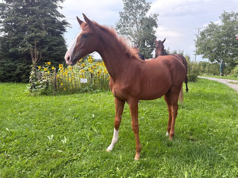 Hanoverian Mare 1 year Chestnut-Red in Meckenbeuren
