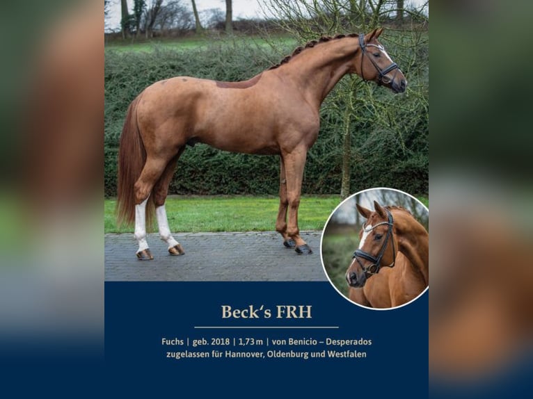 Hanoverian Mare 1 year Chestnut-Red in Ostercappeln