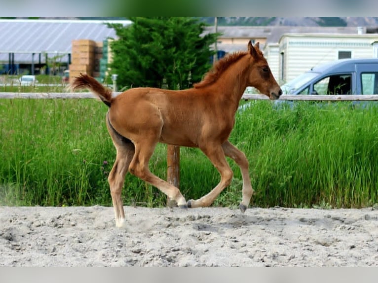 Hanoverian Mare 1 year Chestnut-Red in Sisteron