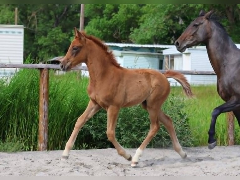 Hanoverian Mare 1 year Chestnut-Red in Sisteron