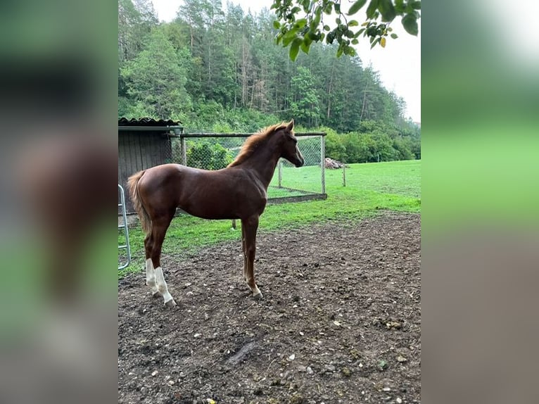 Hanoverian Mare 1 year Chestnut-Red in Haigerloch