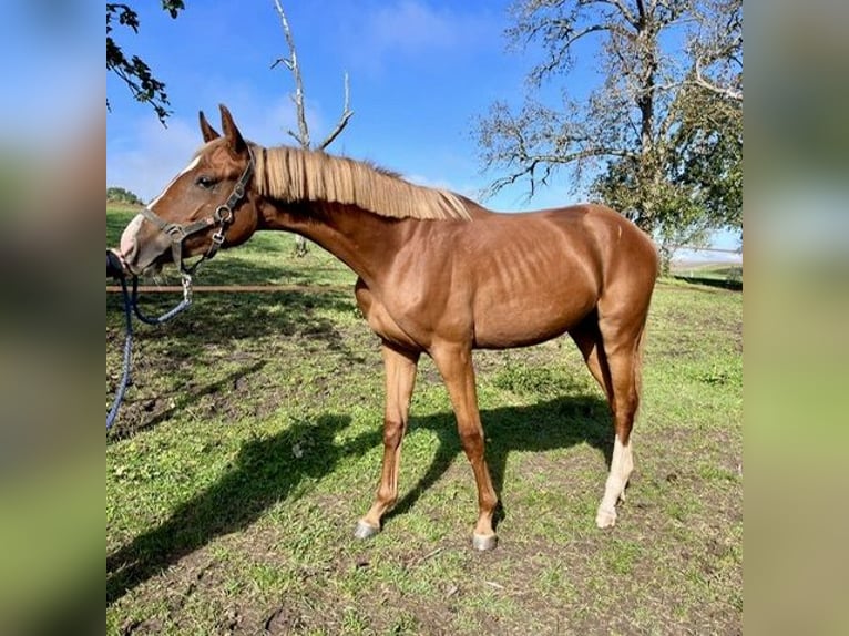 Hanoverian Mare 1 year Chestnut-Red in Haigerloch