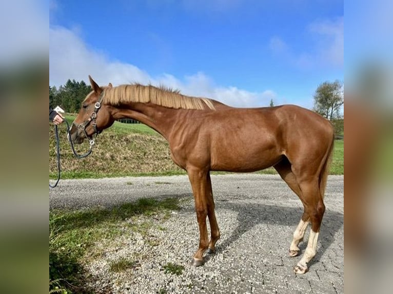 Hanoverian Mare 1 year Chestnut-Red in Haigerloch