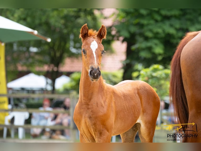 Hanoverian Mare 1 year Chestnut in Breddorf