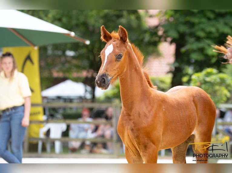 Hanoverian Mare 1 year Chestnut in Breddorf