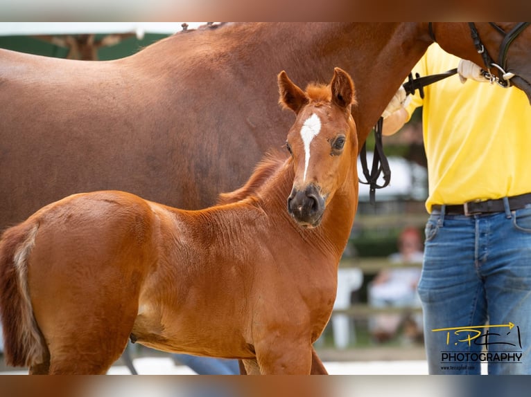 Hanoverian Mare 1 year Chestnut in Breddorf