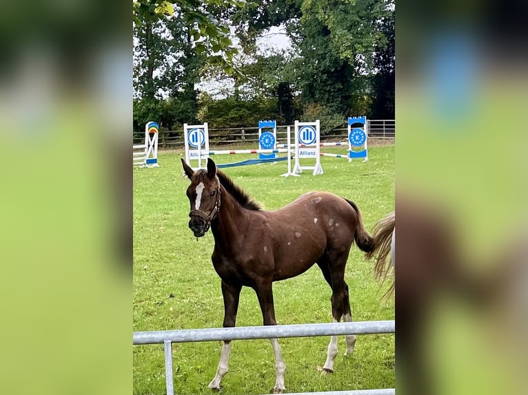 Hanoverian Mare 1 year Chestnut in Osterholz-Scharmbeck