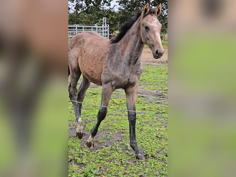 Hanoverian Mare 1 year Grey in Schiffdorf
