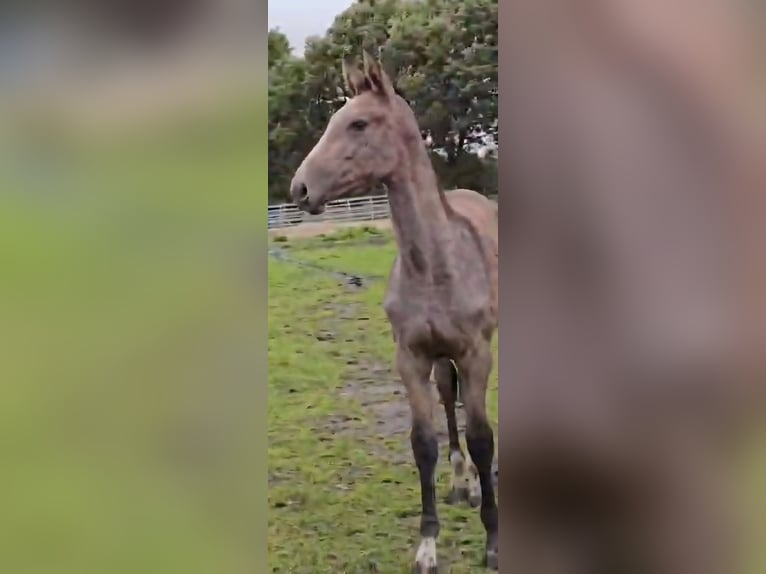 Hanoverian Mare 1 year Grey in Schiffdorf