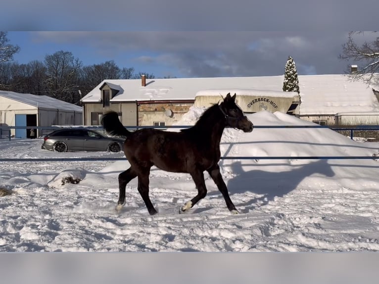 Hanoverian Mare 1 year Grey in Ustka