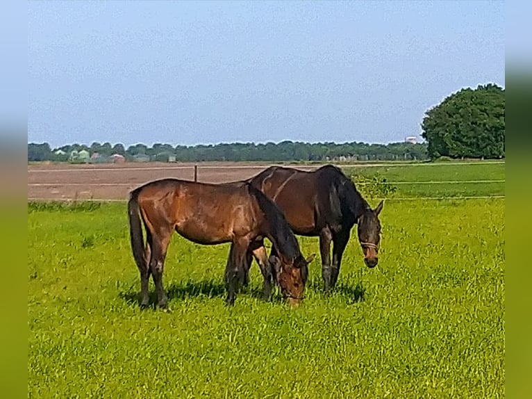 Hanoverian Mare 1 year in Barger-Compascuum