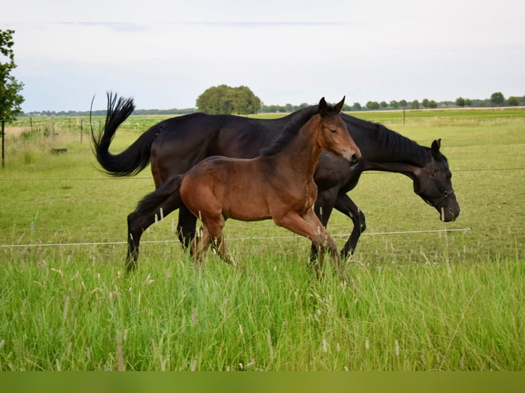 Hanoverian Mare 1 year in Barger-Compascuum