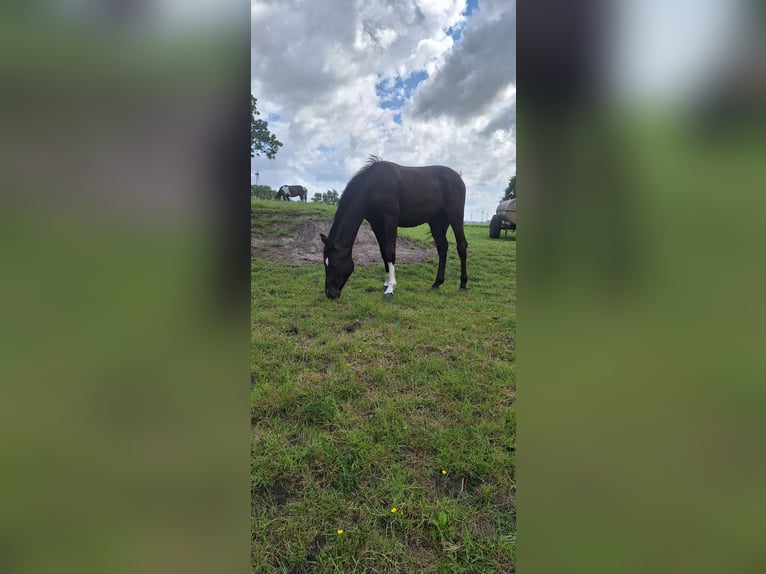 Hanoverian Mare 1 year in Dornum