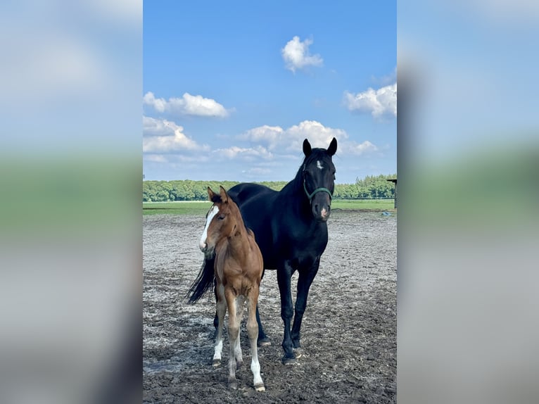 Hanoverian Mare 1 year in St&#xF6;ckse