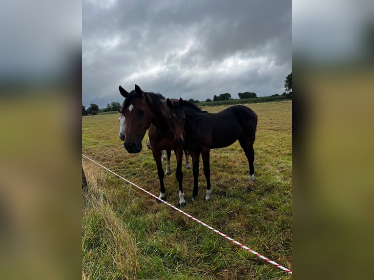 Hanoverian Mare 1 year in Langwedel