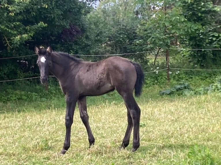 Hanoverian Mare 1 year in Neukalen
