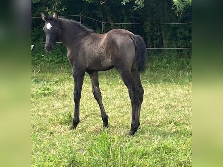 Hanoverian Mare 1 year in Neukalen