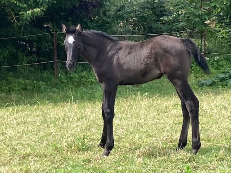 Hanoverian Mare 1 year in Neukalen