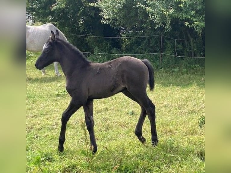 Hanoverian Mare 1 year in Neukalen