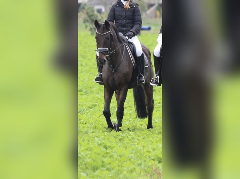 Hanoverian Mare 20 years 15,2 hh Bay-Dark in Hagen im Bremischen