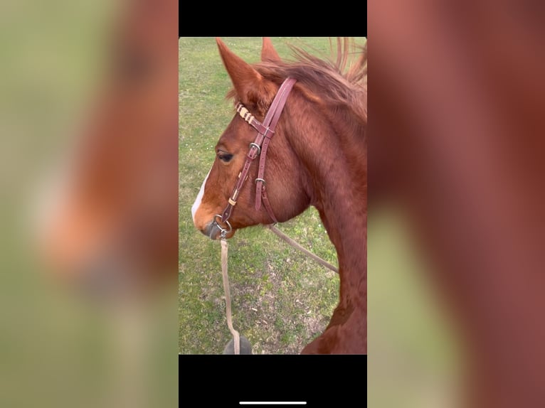 Hanoverian Mare 20 years 15,2 hh Chestnut-Red in Celle