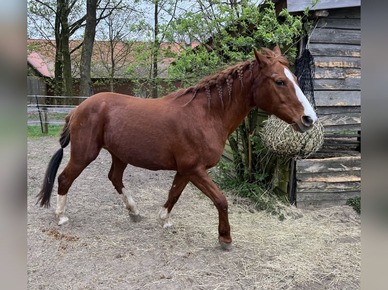 Hanoverian Mare 20 years 15,2 hh Chestnut-Red in Celle