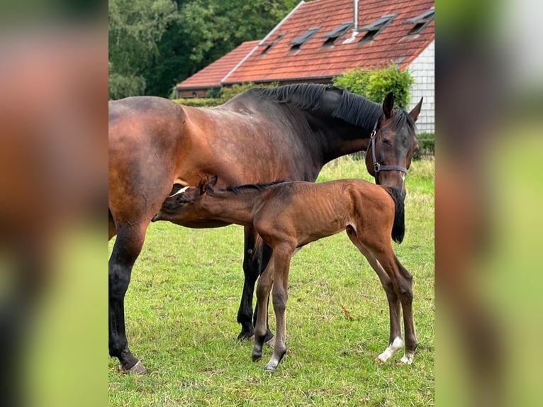 Hanoverian Mare 20 years 16,1 hh Bay-Dark in Lier