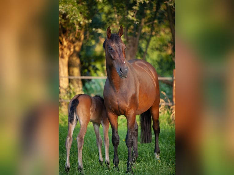 Hanoverian Mare 20 years 16,1 hh Bay-Dark in Lier