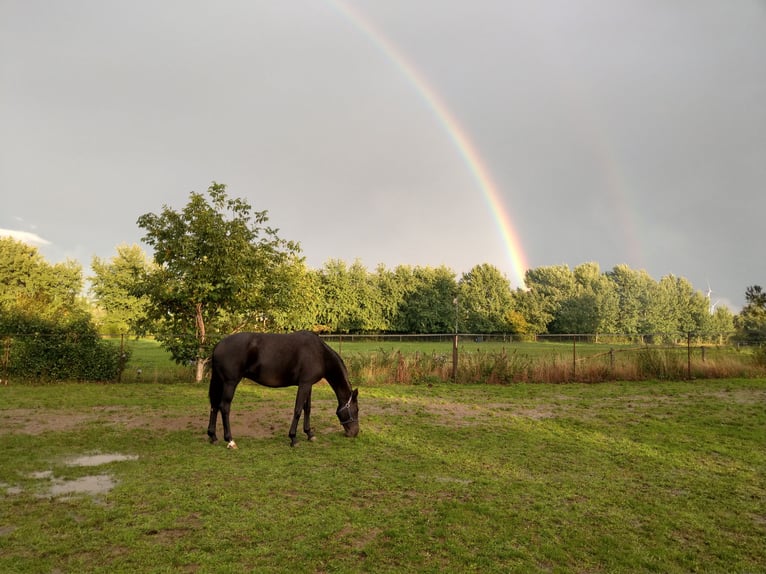 Hanoverian Mare 20 years 16.1 hh Black in Kladrum