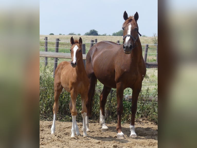 Hanoverian Mare 20 years 16.1 hh Chestnut-Red in Mücheln (Geiseltal)