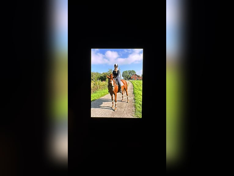 Hanoverian Mare 20 years 16.1 hh Chestnut-Red in Leer (Ostfriesland)