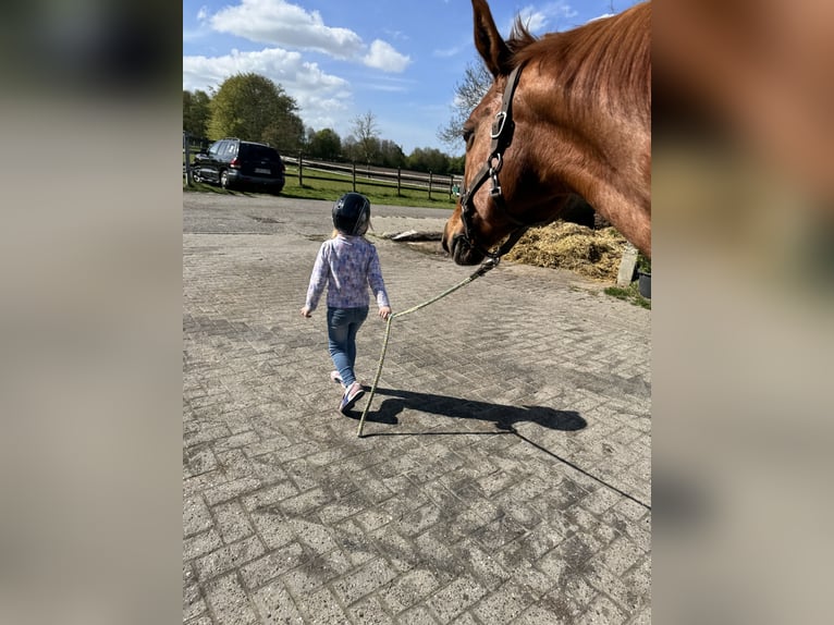 Hanoverian Mare 20 years 16.1 hh Chestnut-Red in Leer (Ostfriesland)