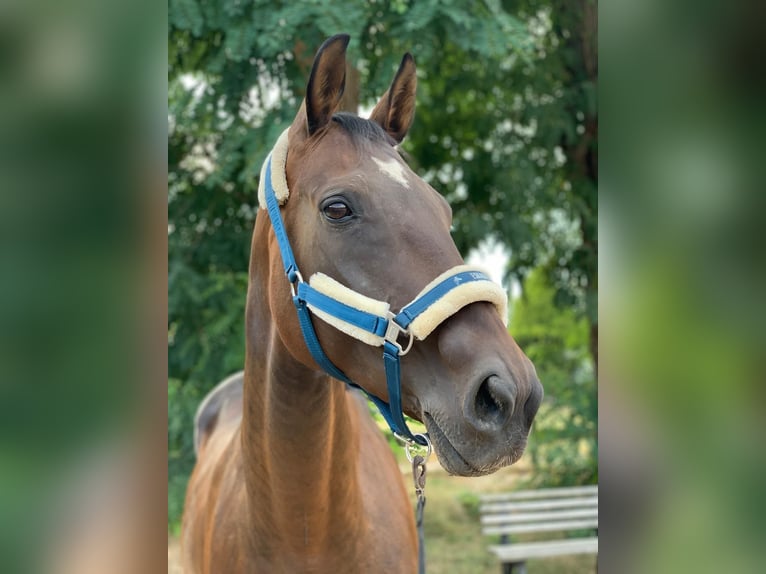 Hanoverian Mare 20 years 16.2 hh Brown in Uelzen
